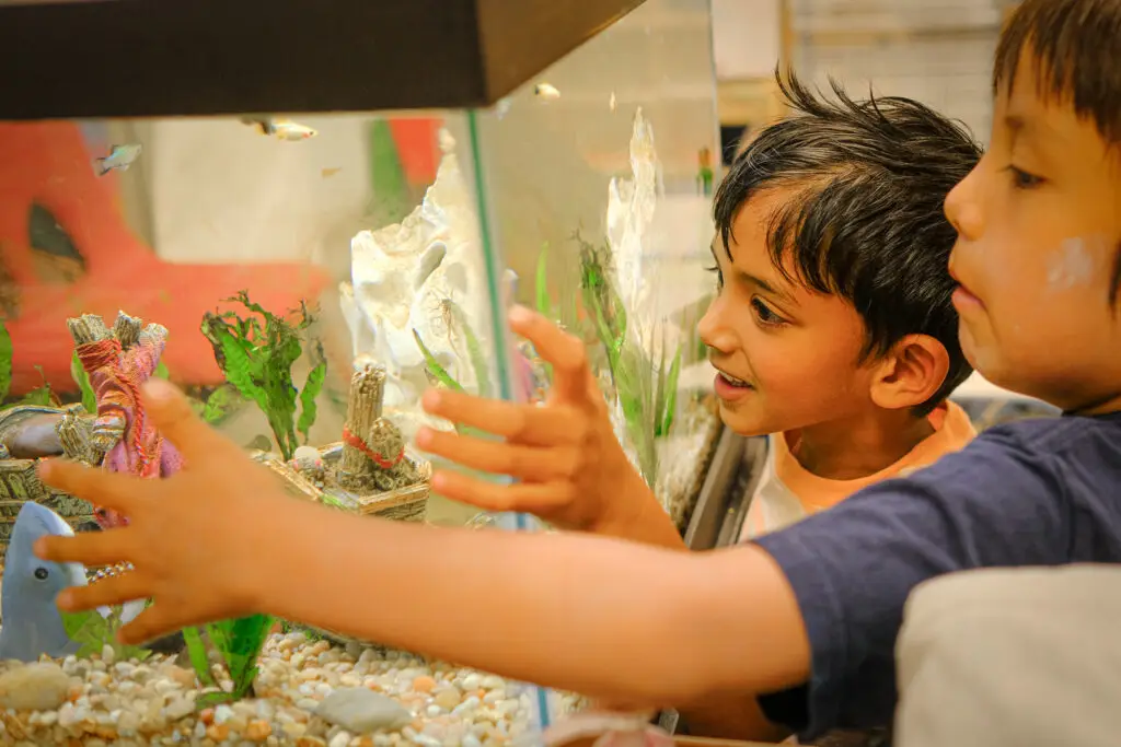 Two students at Evergreen Academy Preschool watch fish in an aquarium.